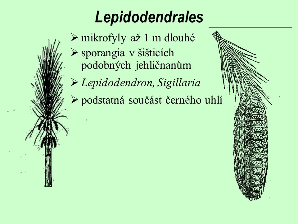 Lepidodendrales mikrofyly až 1 m dlouhé