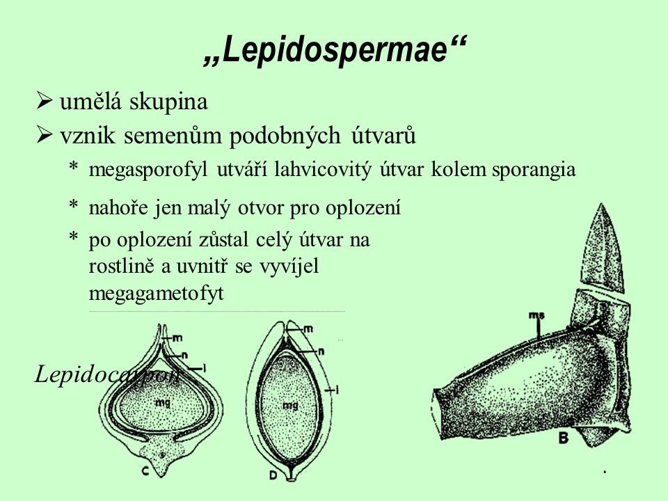 „Lepidospermae umělá skupina vznik semenům podobných útvarů