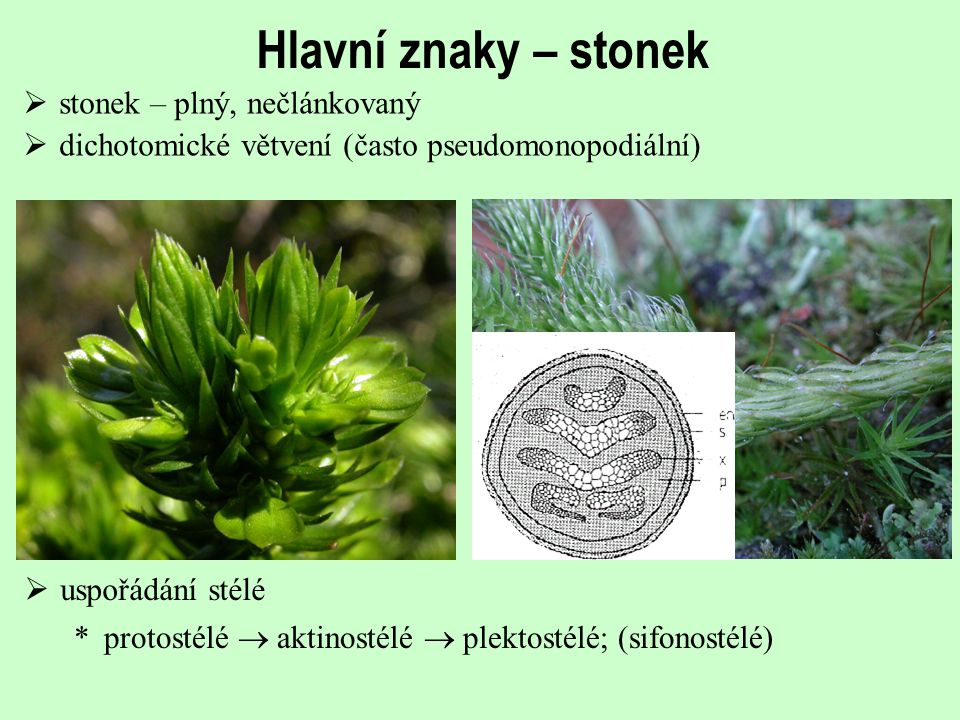 Hlavní znaky – stonek stonek – plný, nečlánkovaný