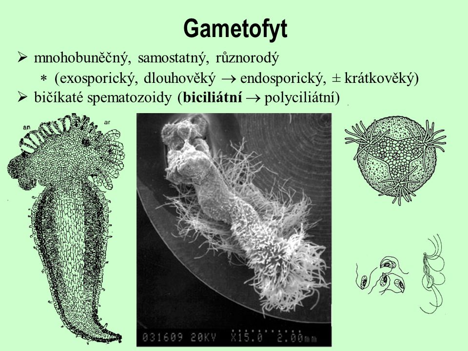 Gametofyt mnohobuněčný, samostatný, různorodý