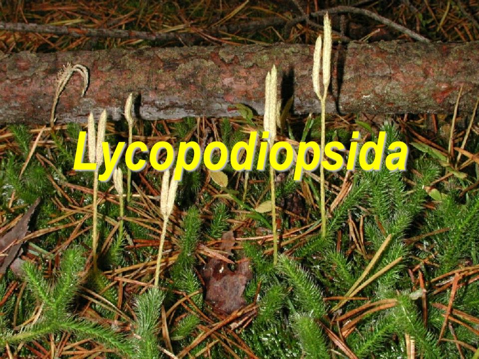 Lycopodiopsida