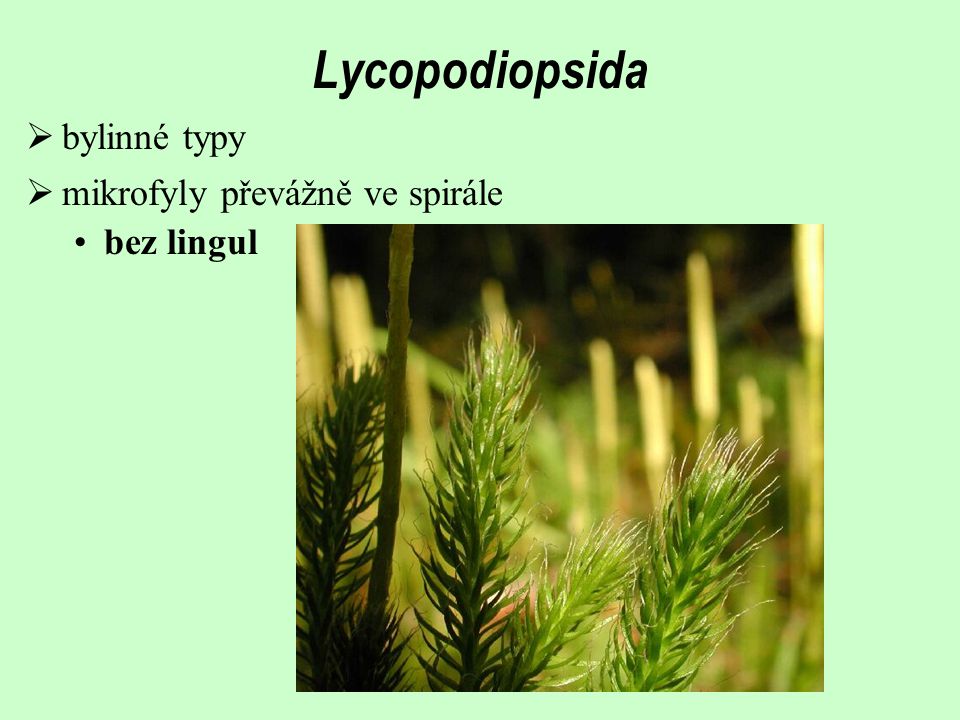 Lycopodiopsida bylinné typy mikrofyly převážně ve spirále bez lingul
