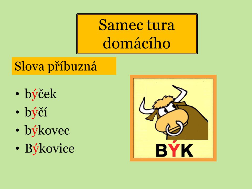 Samec tura domácího Slova příbuzná býček býčí býkovec Býkovice