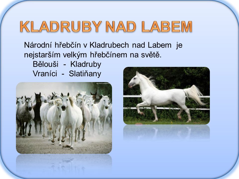 KLADRUBY NAD LABEM Národní hřebčín v Kladrubech nad Labem je nejstarším velkým hřebčínem na světě.