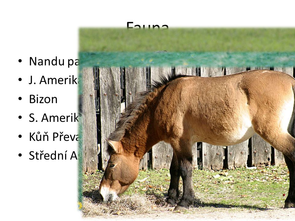 Fauna Nandu pampový J. Amerika Bizon S. Amerika Kůň Převalského