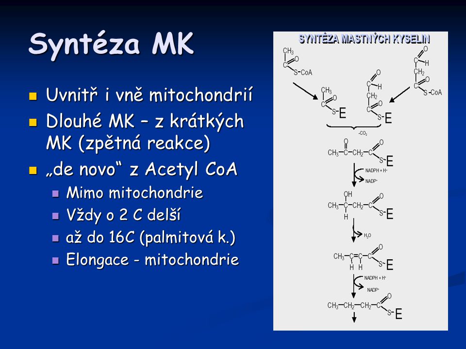 Syntéza MK Uvnitř i vně mitochondrií