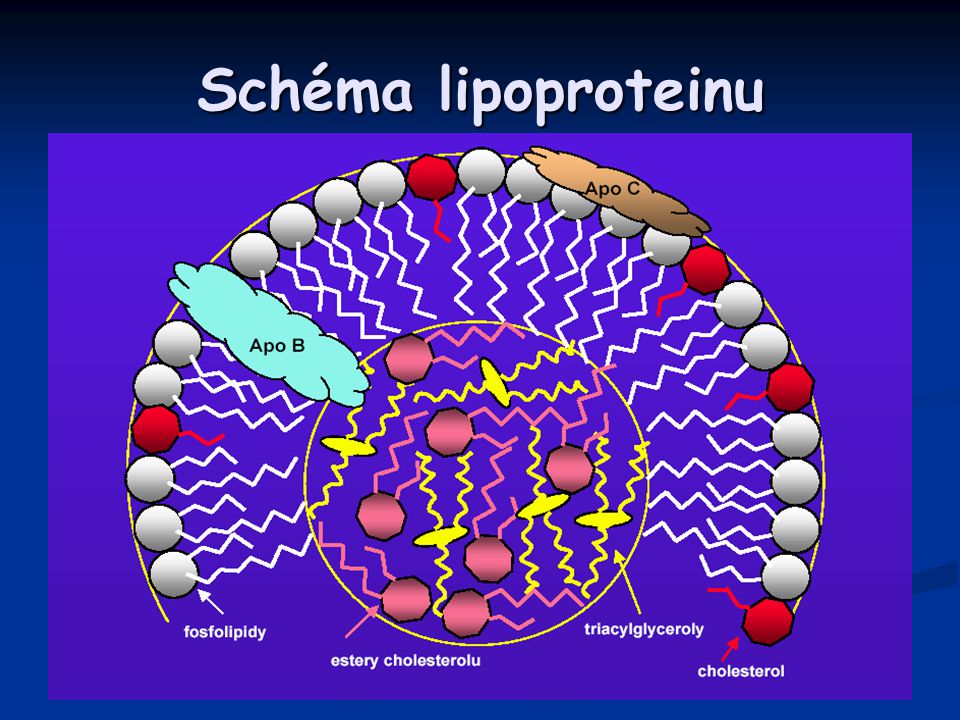 Schéma lipoproteinu