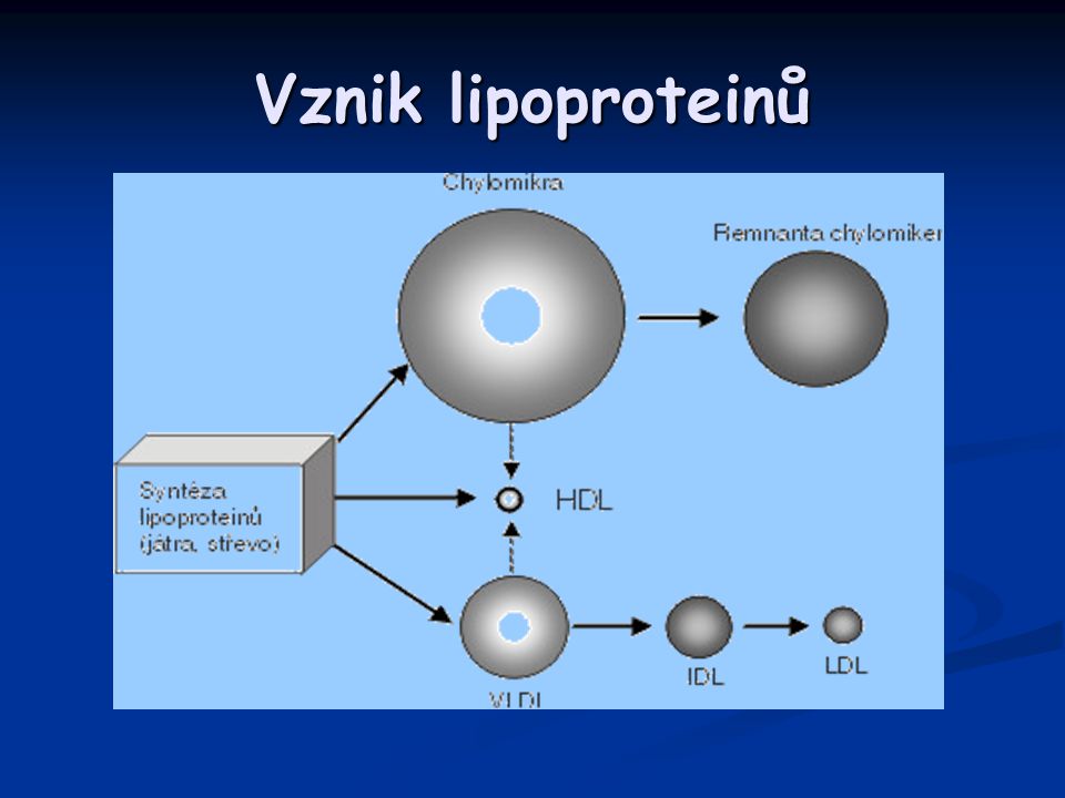 Vznik lipoproteinů