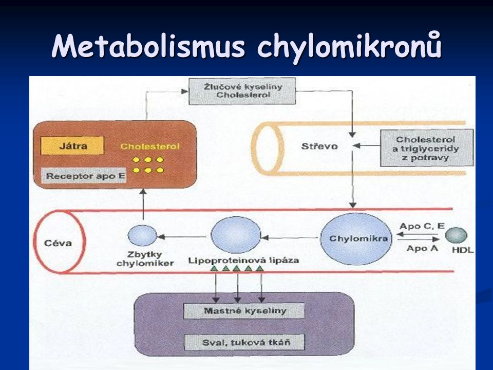 Metabolismus chylomikronů