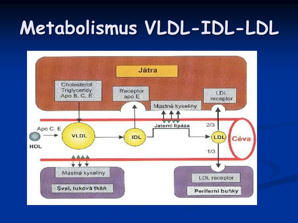 Metabolismus VLDL-IDL-LDL