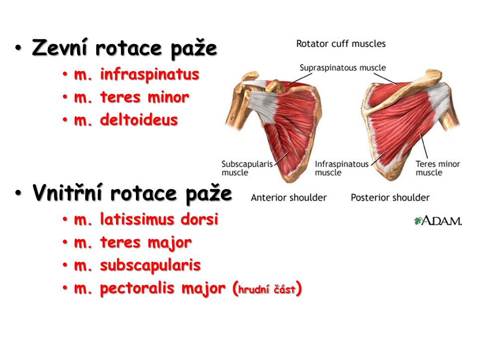 Zevní rotace paže Vnitřní rotace paže m. infraspinatus m. teres minor