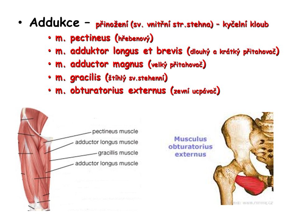 Addukce – přinožení (sv. vnitřní str.stehna) – kyčelní kloub