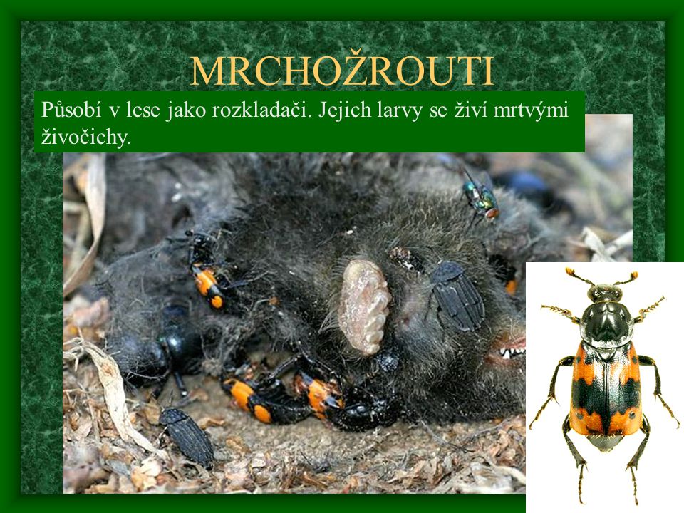 MRCHOŽROUTI Působí v lese jako rozkladači. Jejich larvy se živí mrtvými živočichy.