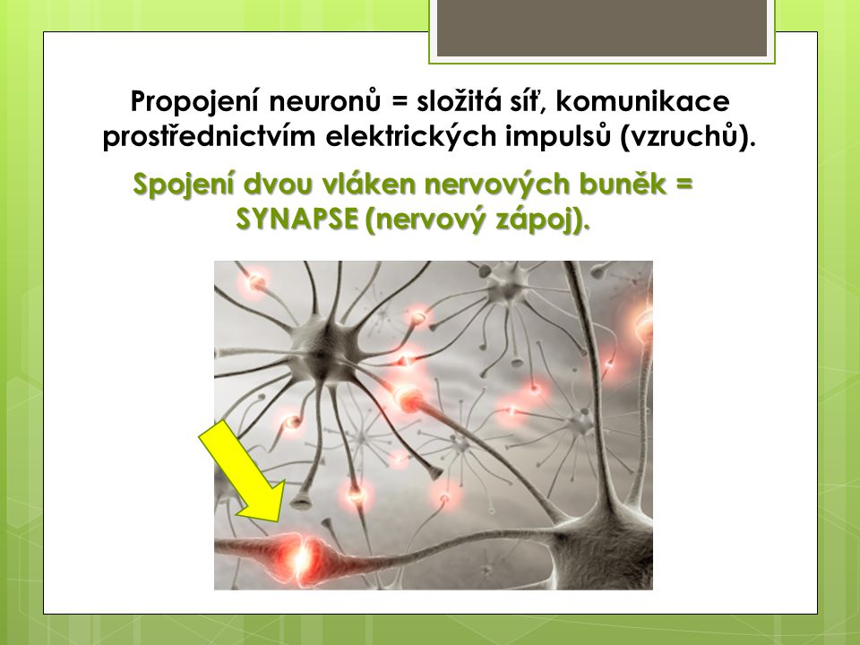 Spojení dvou vláken nervových buněk = SYNAPSE (nervový zápoj).