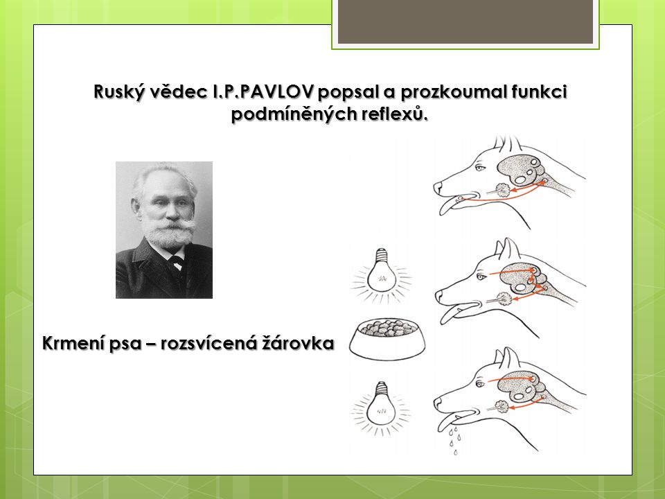 Ruský vědec I.P.PAVLOV popsal a prozkoumal funkci podmíněných reflexů.