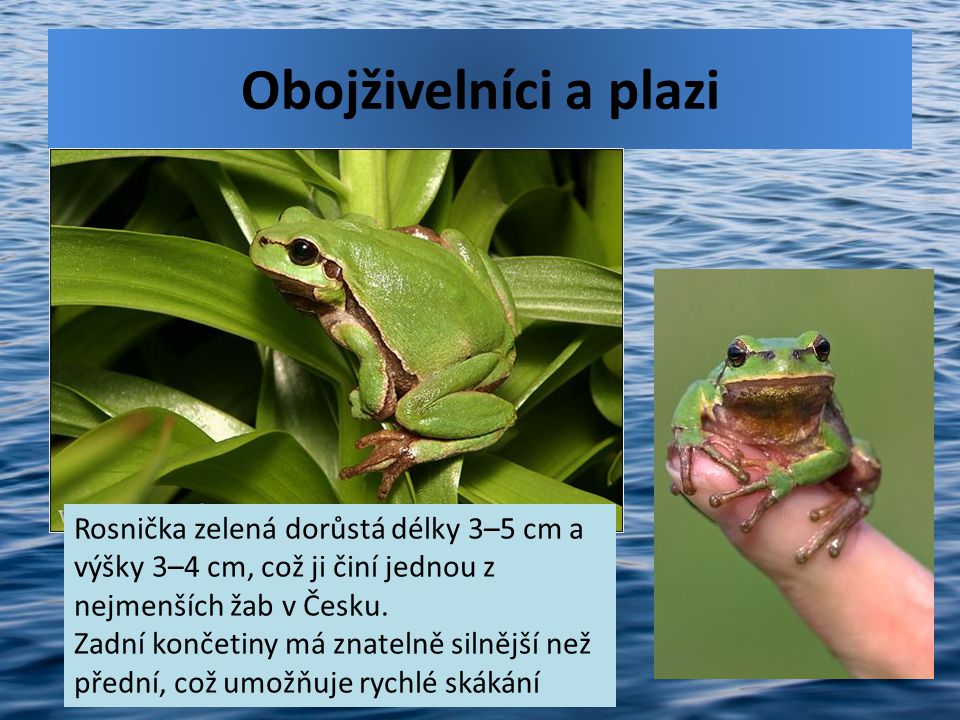 Obojživelníci a plazi Rosnička zelená dorůstá délky 3–5 cm a výšky 3–4 cm, což ji činí jednou z nejmenších žab v Česku.