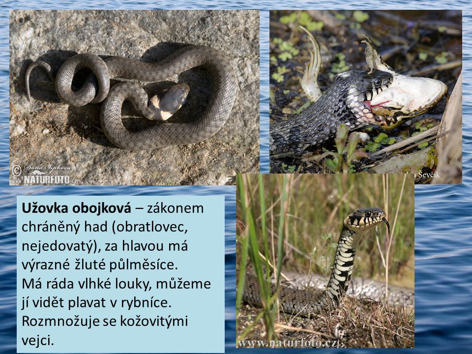 Užovka obojková – zákonem chráněný had (obratlovec, nejedovatý), za hlavou má výrazné žluté půlměsíce.