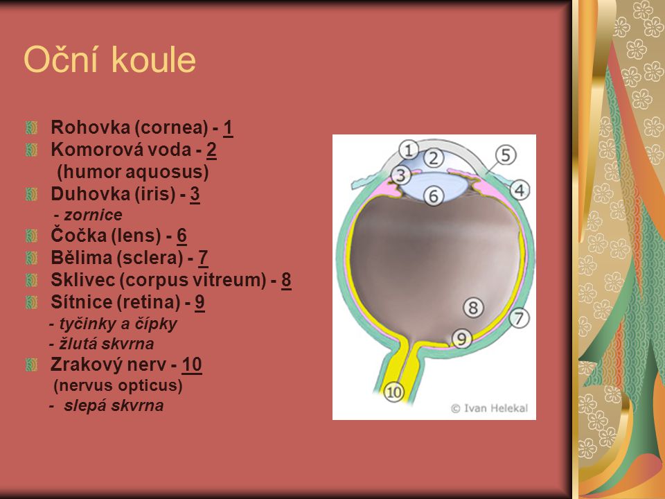 Oční koule Rohovka (cornea) - 1 Komorová voda - 2 (humor aquosus)