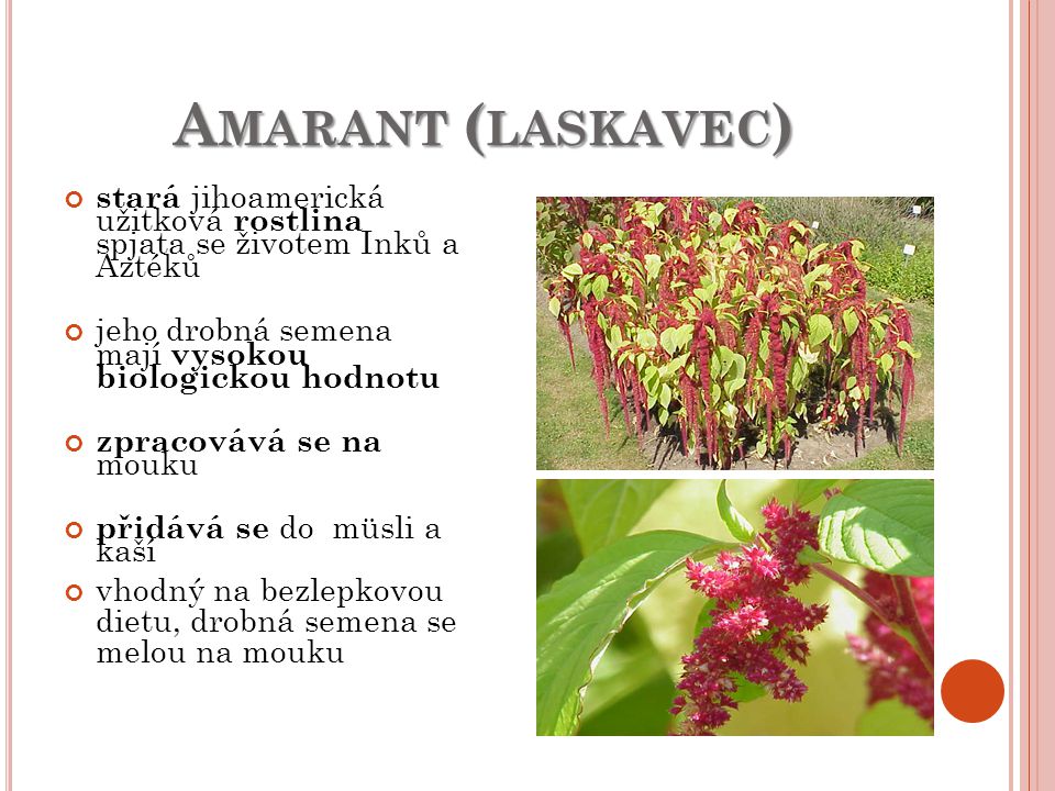 Amarant (laskavec) stará jihoamerická užitková rostlina spjata se životem Inků a Aztéků. jeho drobná semena mají vysokou biologickou hodnotu.