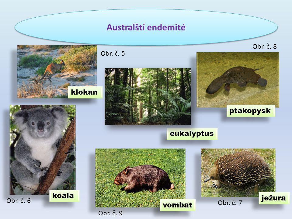 Australští endemité Obr. č. 8 Obr. č. 5 klokan ptakopysk eukalyptus