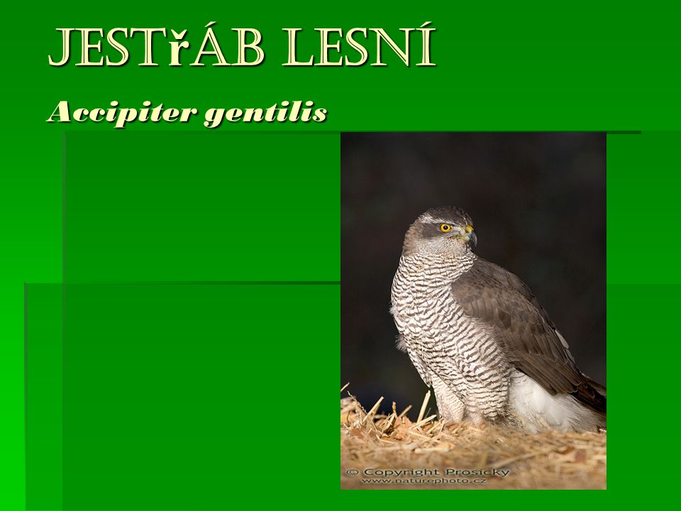 Jestřáb lesní Accipiter gentilis