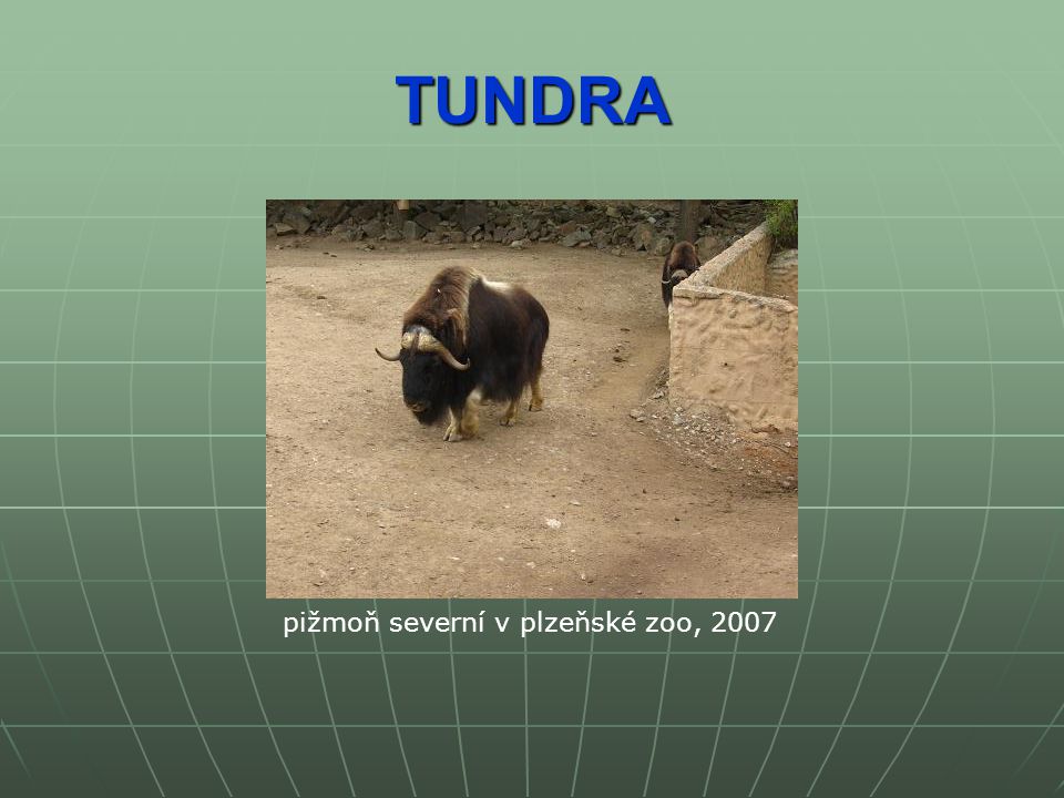 TUNDRA pižmoň severní v plzeňské zoo, 2007