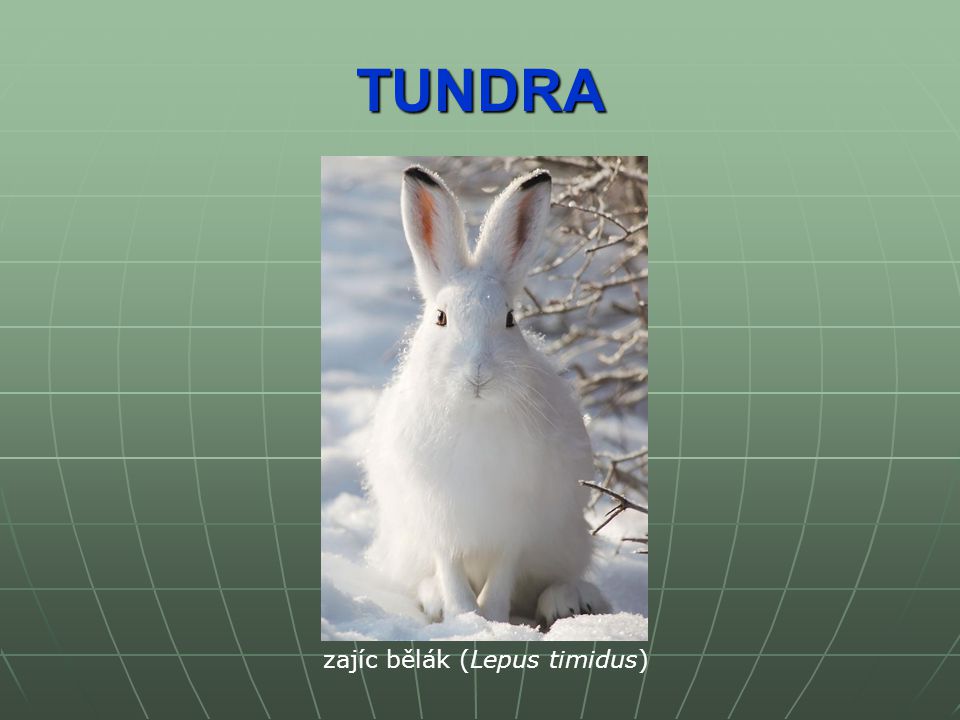 TUNDRA zajíc bělák (Lepus timidus)