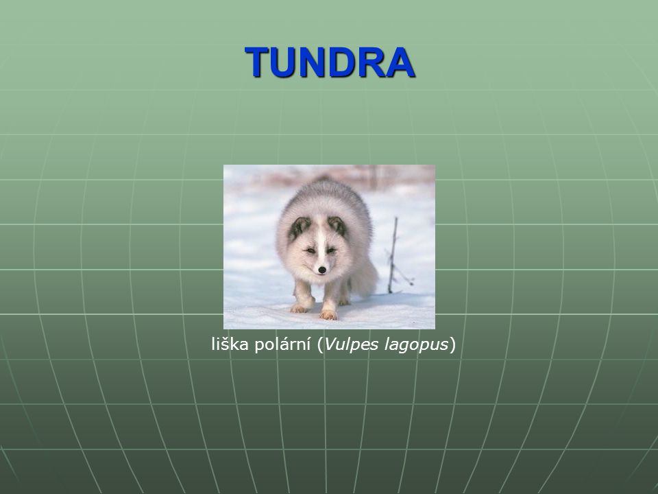 TUNDRA liška polární (Vulpes lagopus)