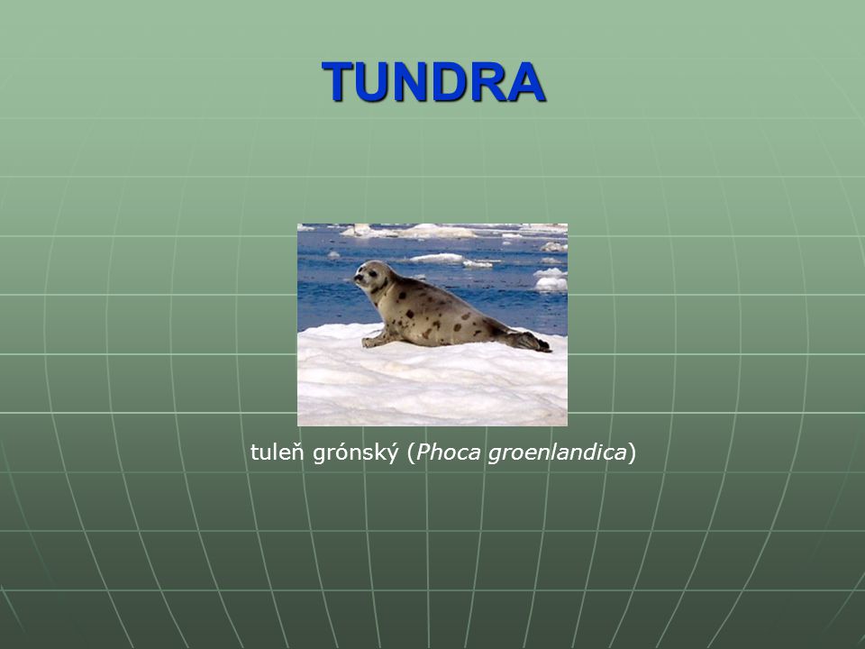 TUNDRA tuleň grónský (Phoca groenlandica)