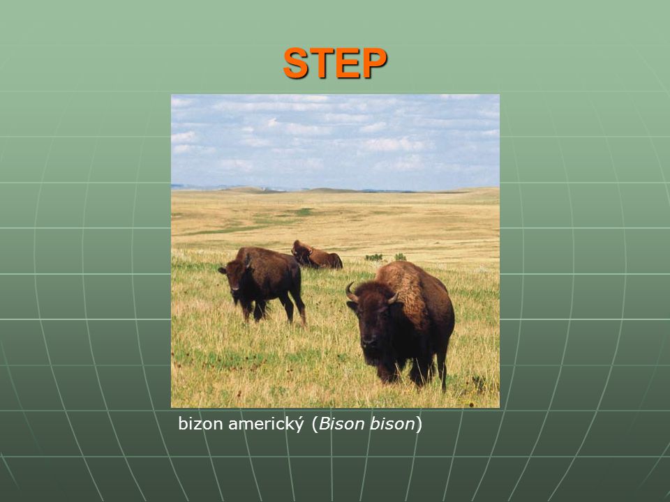 STEP bizon americký (Bison bison)