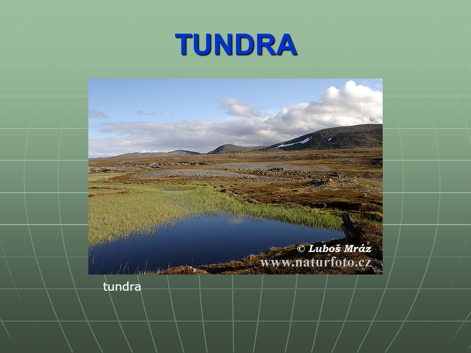 TUNDRA tundra