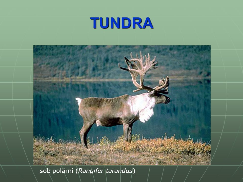 TUNDRA sob polární (Rangifer tarandus)