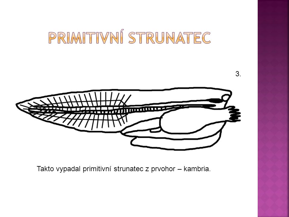 PrimitivnÍ strunatec 3. Takto vypadal primitivní strunatec z prvohor – kambria.