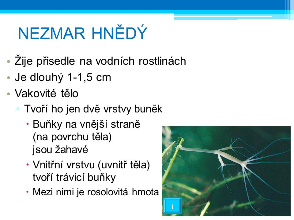 NEZMAR HNĚDÝ Žije přisedle na vodních rostlinách Je dlouhý 1-1,5 cm