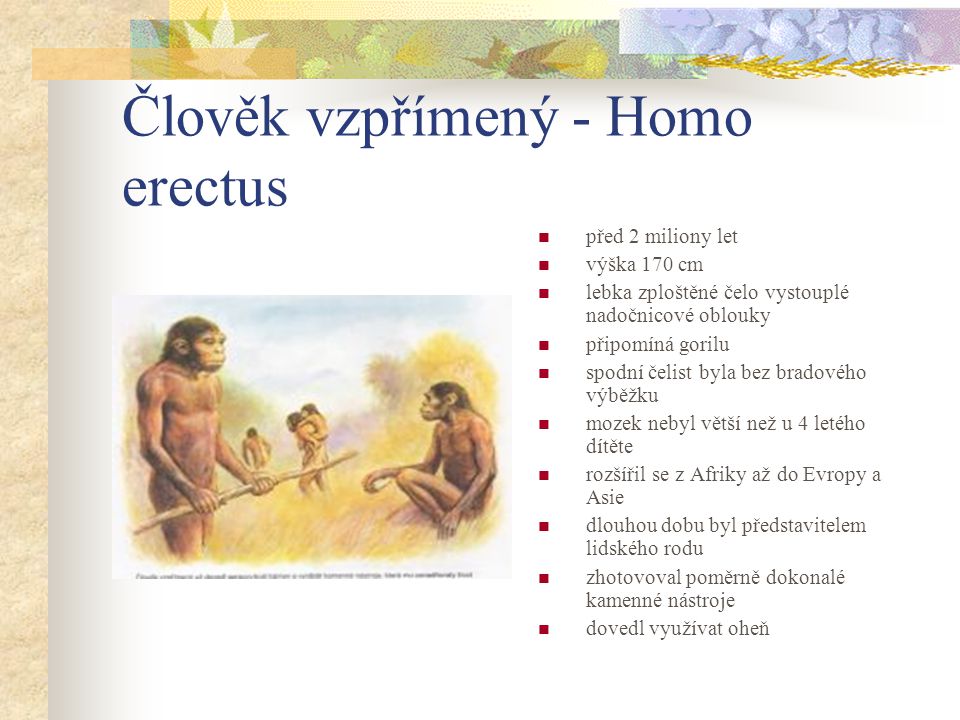Člověk vzpřímený - Homo erectus