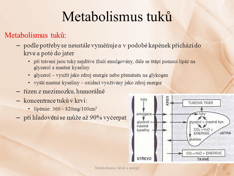 Metabolismus látek a energií