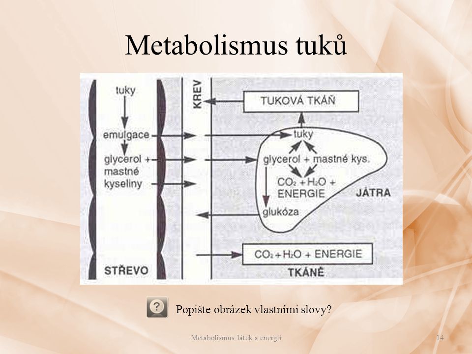 Metabolismus tuků Popište obrázek vlastními slovy