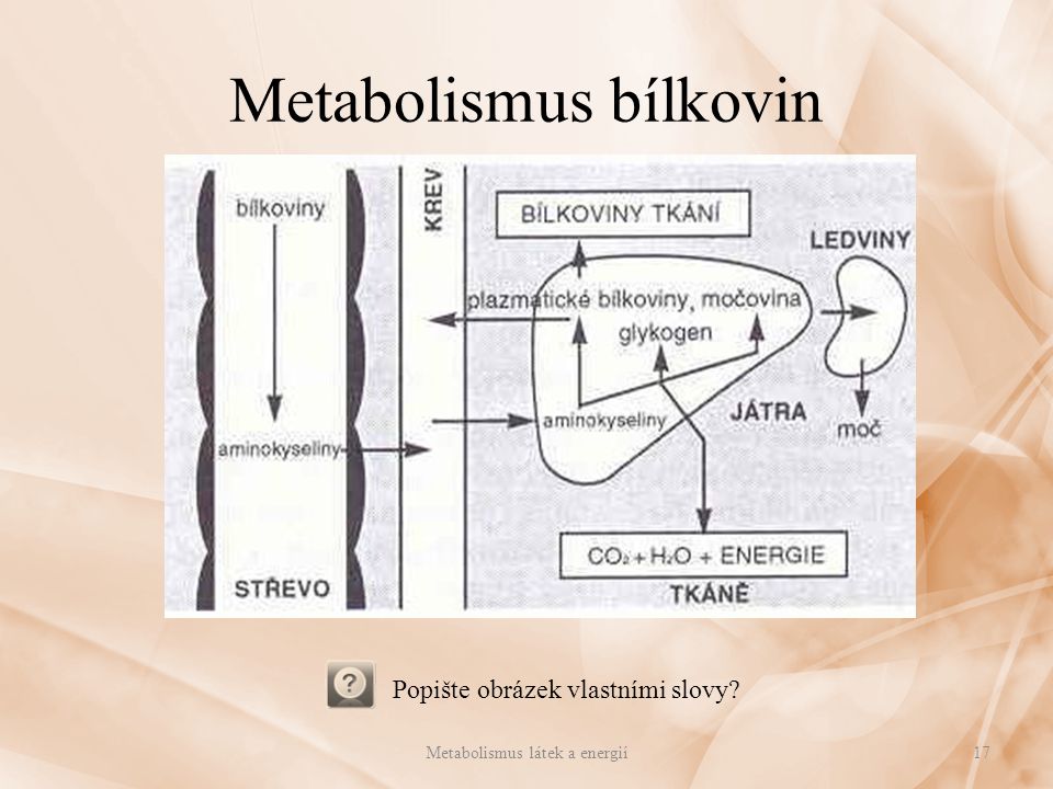 Metabolismus bílkovin