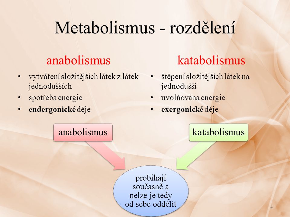 Metabolismus - rozdělení