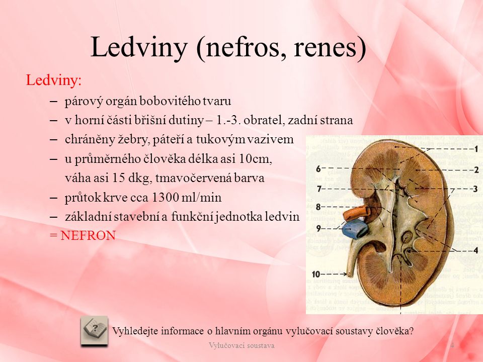 Ledviny (nefros, renes)