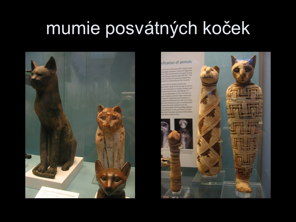 mumie posvátných koček