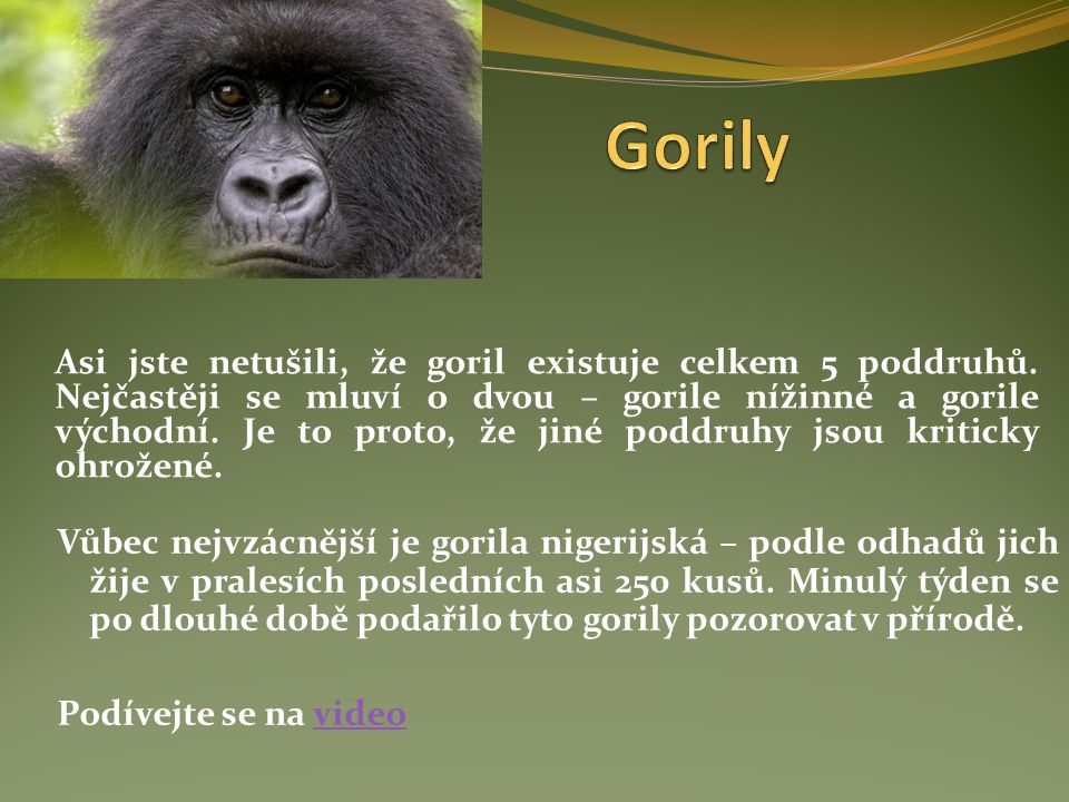 Gorily