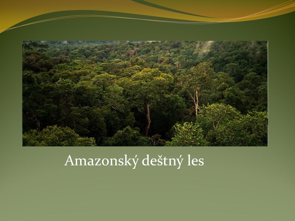 Amazonský deštný les