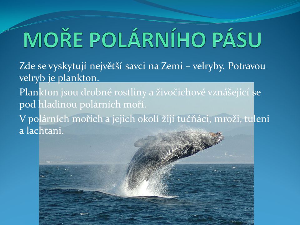 MOŘE POLÁRNÍHO PÁSU Zde se vyskytují největší savci na Zemi – velryby. Potravou velryb je plankton.