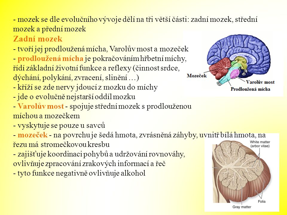 - mozek se dle evolučního vývoje dělí na tři větší části: zadní mozek, střední mozek a přední mozek