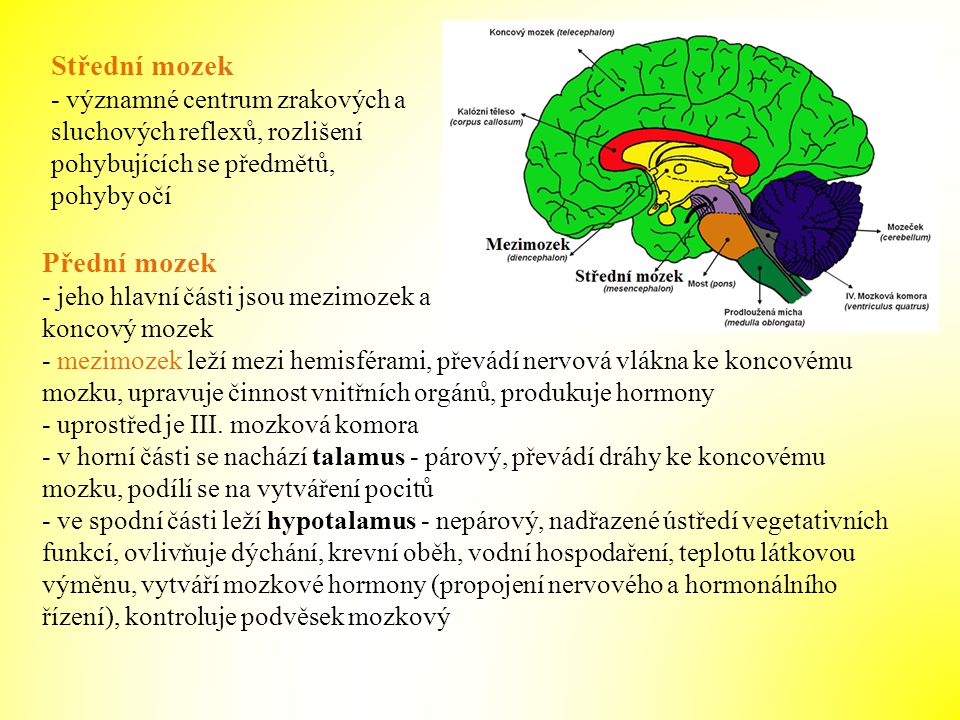 Střední mozek Přední mozek