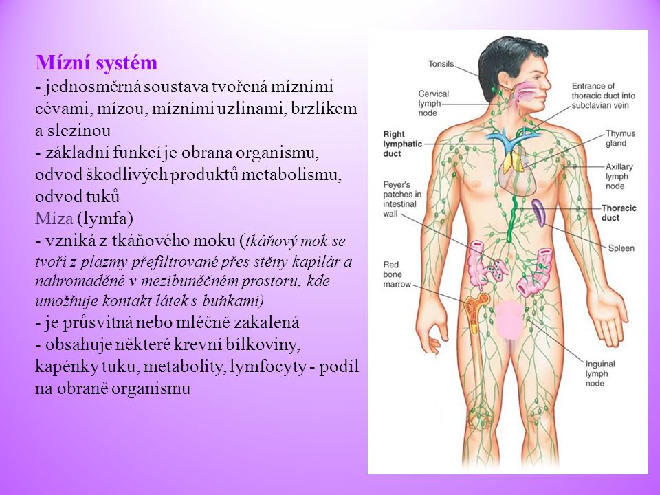Mízní systém - jednosměrná soustava tvořená mízními cévami, mízou, mízními uzlinami, brzlíkem a slezinou