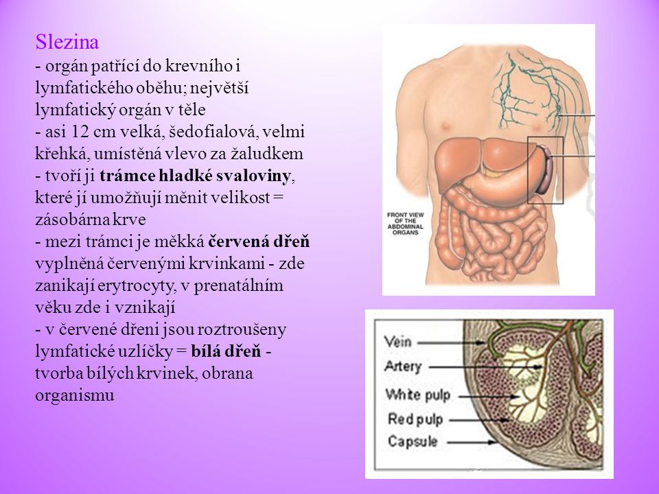Slezina - orgán patřící do krevního i lymfatického oběhu; největší lymfatický orgán v těle.
