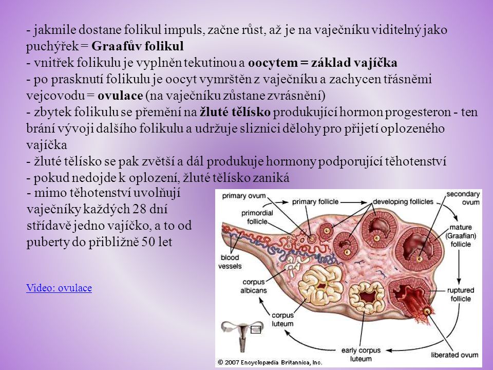 - vnitřek folikulu je vyplněn tekutinou a oocytem = základ vajíčka