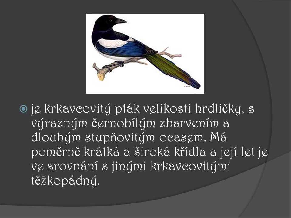 je krkavcovitý pták velikosti hrdličky, s výrazným černobílým zbarvením a dlouhým stupňovitým ocasem.